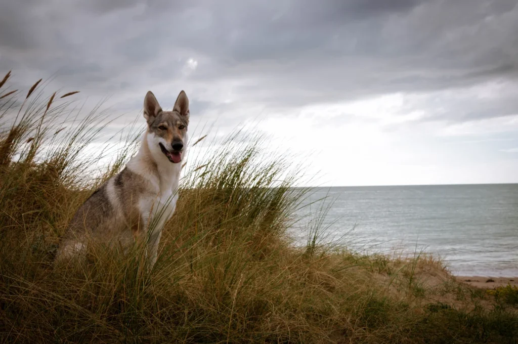 Le-Poulpe-a-l-image-photographe-lorient-morbihan-animaux-0005