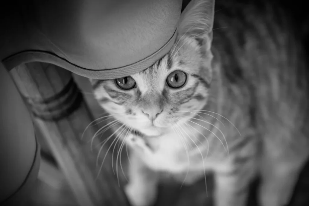 Le-Poulpe-a-l-image-photographe-lorient-morbihan-animaux-0012