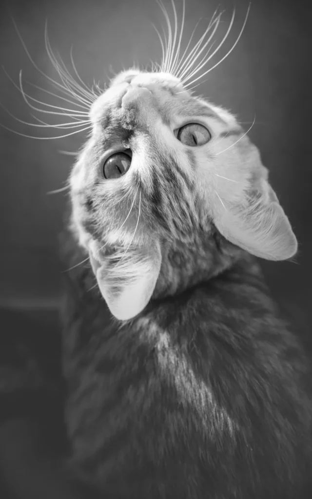 Le-Poulpe-a-l-image-photographe-lorient-morbihan-animaux-0013