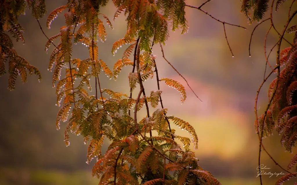 Le-Poulpe-a-l-image-photographe-lorient-morbihan-nature-0001