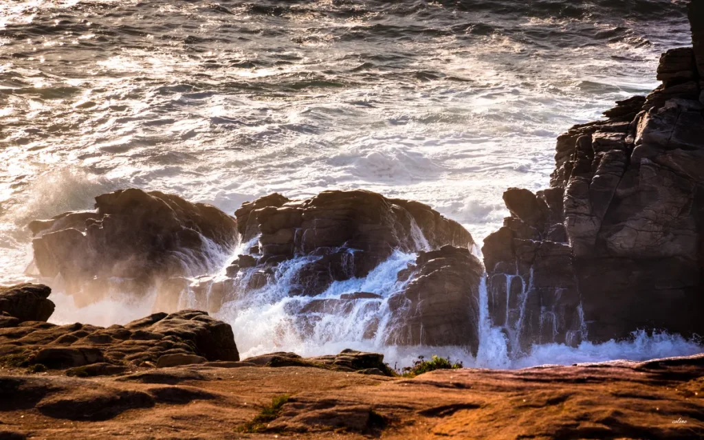 Le-Poulpe-a-l-image-photographe-lorient-morbihan-nature-0003