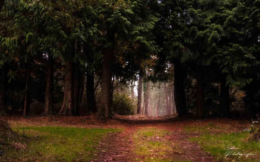 Le-Poulpe-a-l-image-photographe-lorient-morbihan-nature-0007
