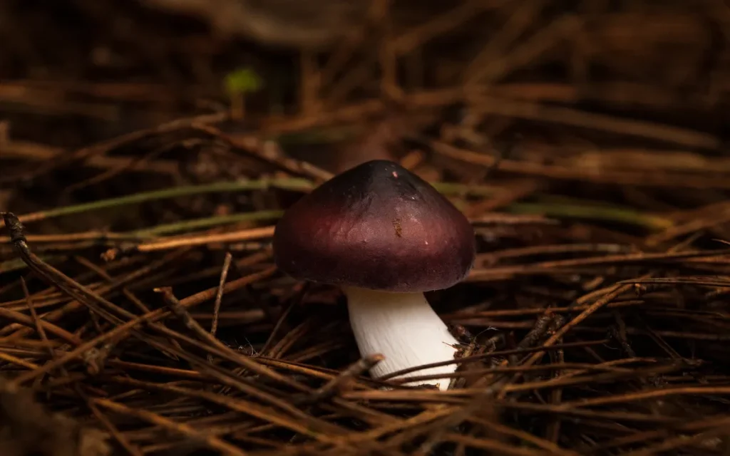 Le-Poulpe-a-l-image-photographe-lorient-morbihan-nature-0032