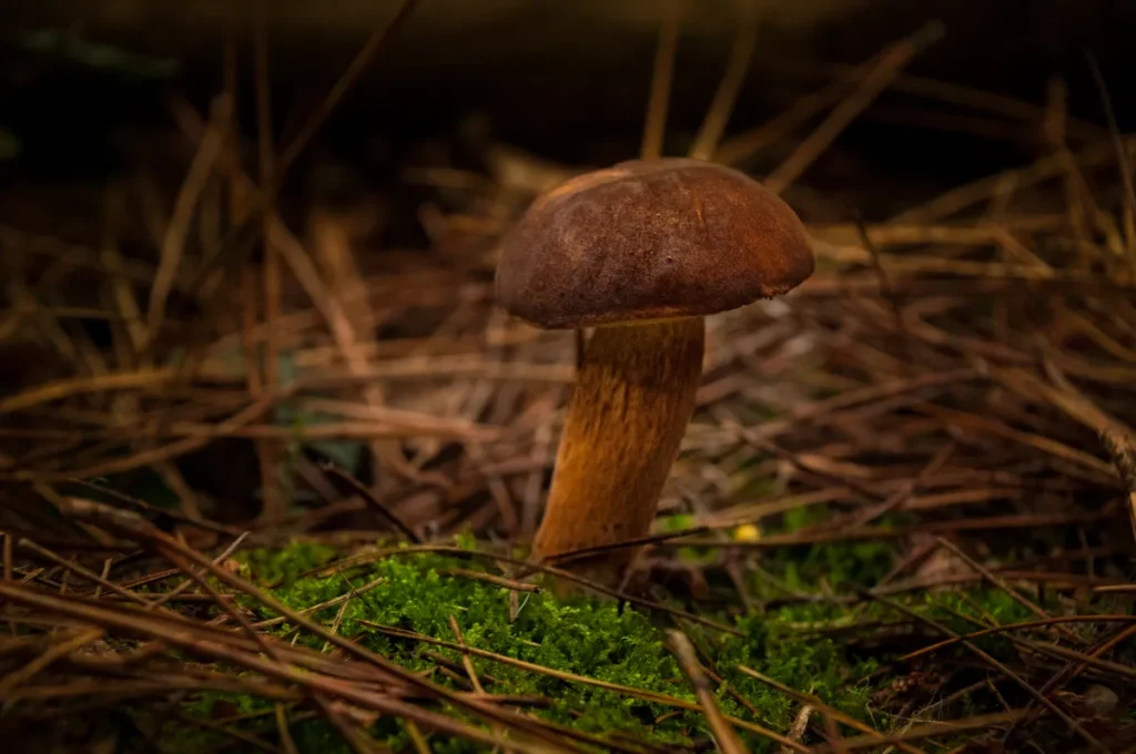 Le-Poulpe-a-l-image-photographe-lorient-morbihan-nature-0033