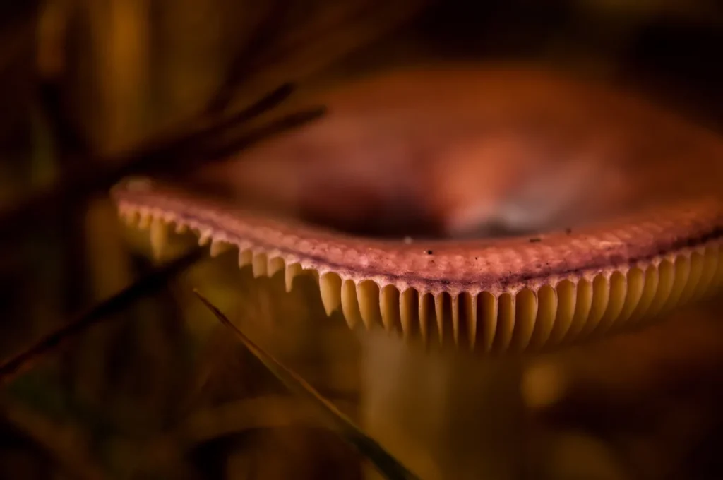 Le-Poulpe-a-l-image-photographe-lorient-morbihan-nature-0034