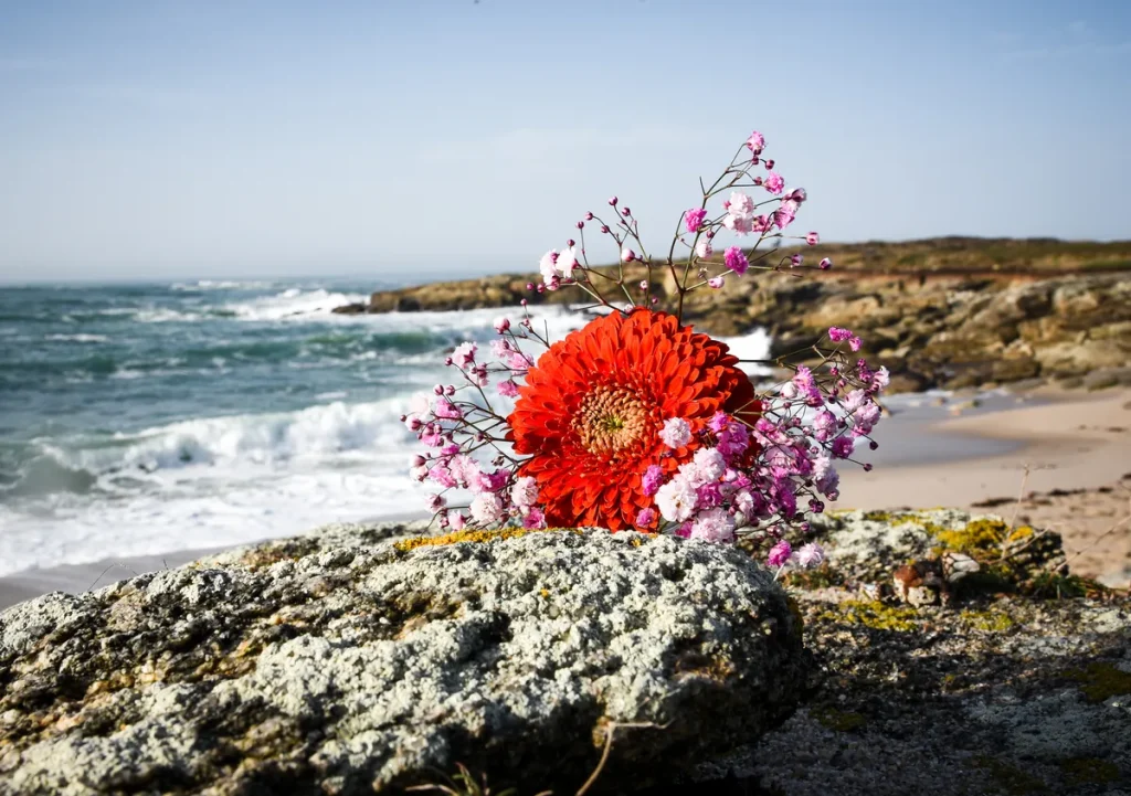 Le-Poulpe-a-l-image-photographe-lorient-morbihan-nature-0035