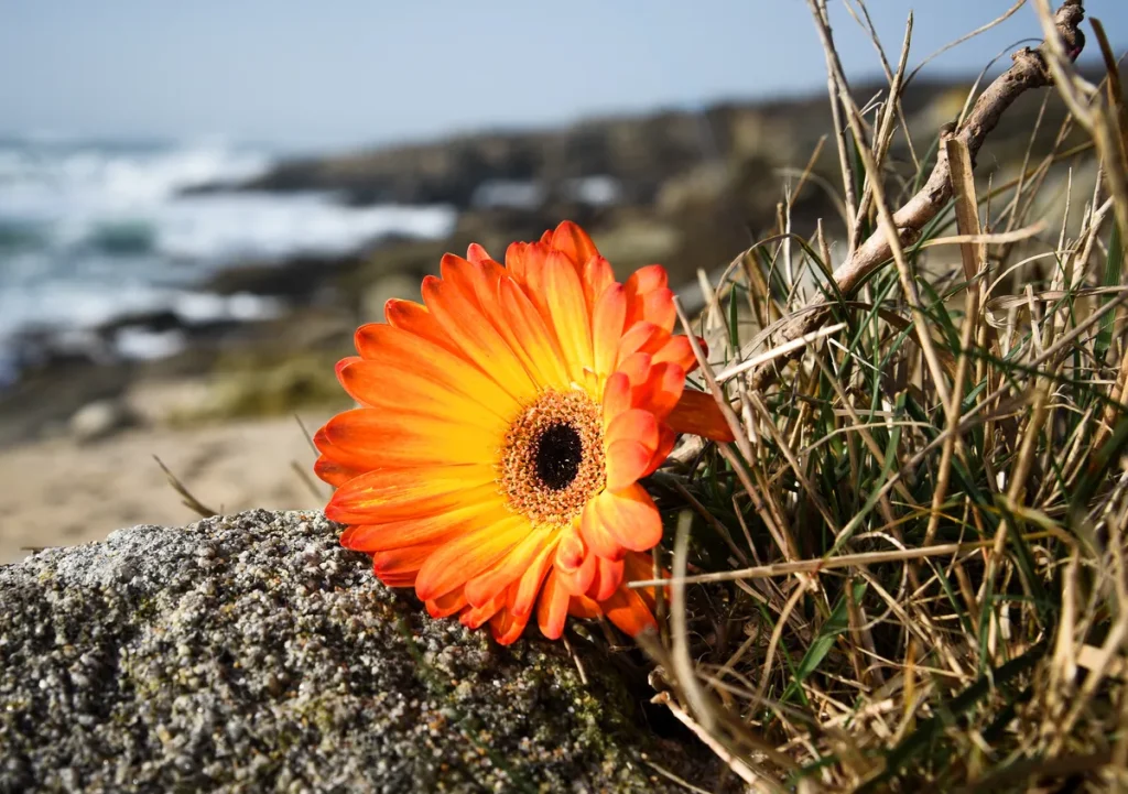 Le-Poulpe-a-l-image-photographe-lorient-morbihan-nature-0036